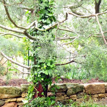 Après l'aménagement d'un jardin et la construction de murets en pierre sèche - Aix-en-Provence