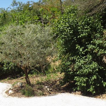 Pertuis - 1 an après aménagement d'un jardin méditerranéen