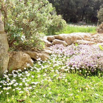 Pertuis - 1 an après aménagement d'un jardin méditerranéen