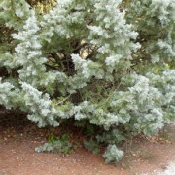 Entretien d'un jardinet à Luynes - Avant