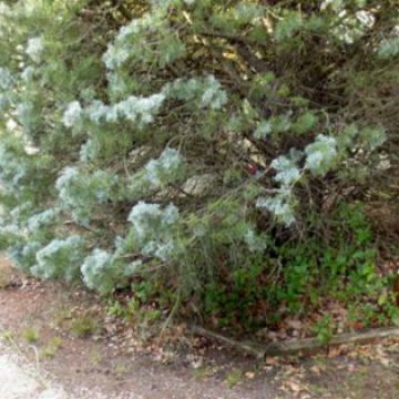 Entretien d'un jardinet à Luynes - Avant