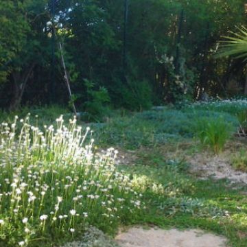 1 an après l'aménagement d'un parterre en alternative au gazon aux abords d'une piscine - Rognes